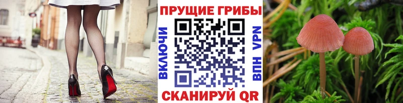Галлюциногенные грибы Psilocybine cubensis  Онега 